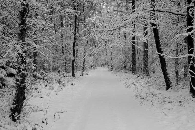 IMG_3478_1.jpg